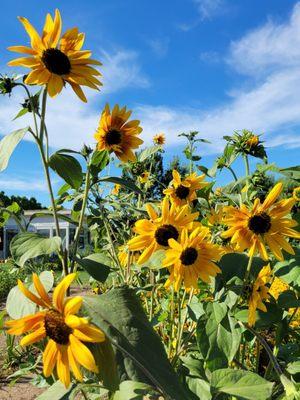 Sunflower season