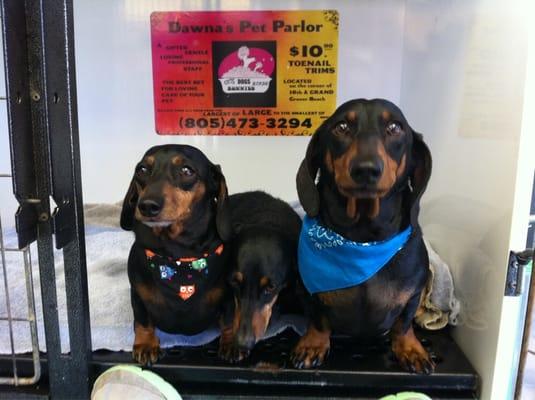 T.J. & LuLu hanging with litter-mate Meatball :)