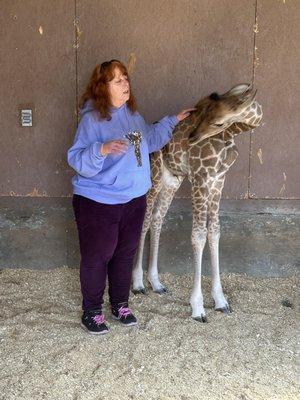 Baby Giraffe Noah 3 weeks old