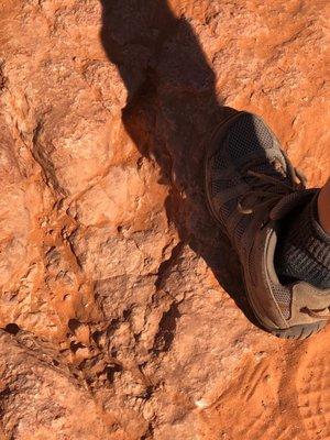 Dino Track next to a size 12 shoe for size reference