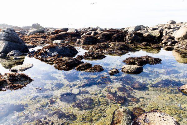 tide pools