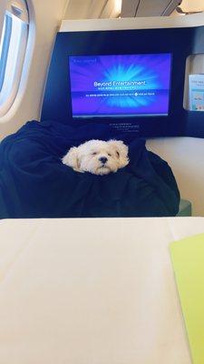 Riley on plane