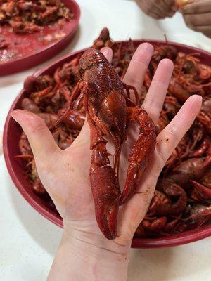 Crawfish as big as your hand!