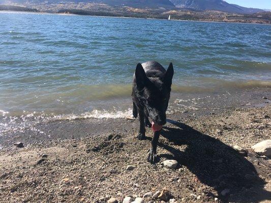 Playtime thanks to my new off leash manners