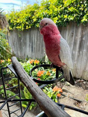 TooBee my absolute favorite bird--psst she prefers men.