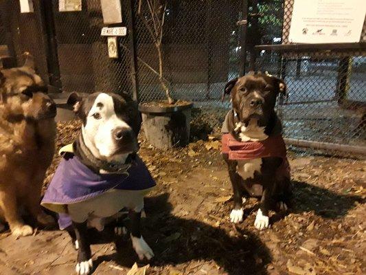 Name, Papone and Kiomi on a night time park break.