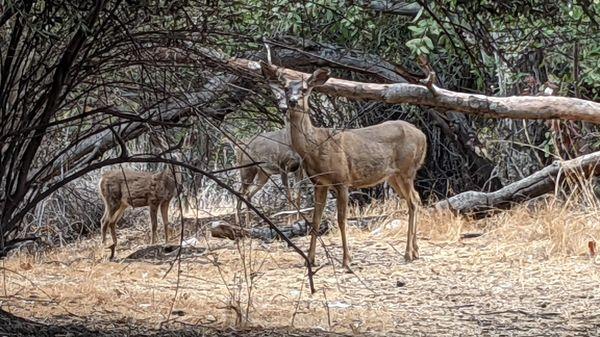 Deer roaming my campsite.