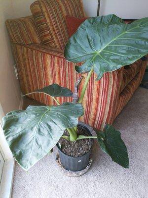 Alocasia Regal Shield