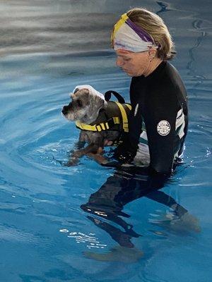 Daisy in the pool for hydrotherapy.