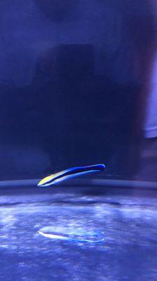 Blue Streak Cleaner Wrasse