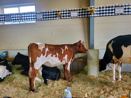 Live animals in barn areas you can walk through.