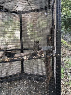 Great Horned Owl - got that intense stare