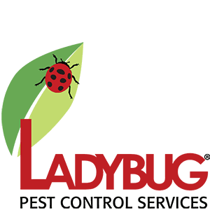 Ladybug Pest Control Services