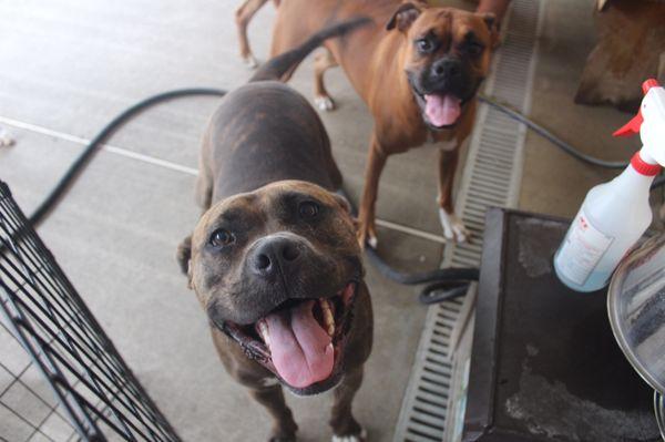 Bedminster Canine Kamp