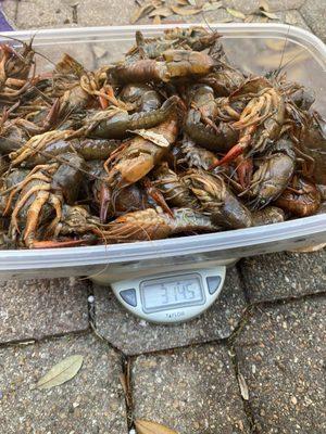 4 pounds of dead crawfish in one sack.