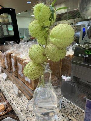 White Milkweed Tree (unusual looking plant!)