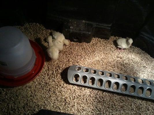 Chicks!