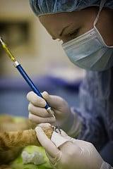 Veterinary Surgery