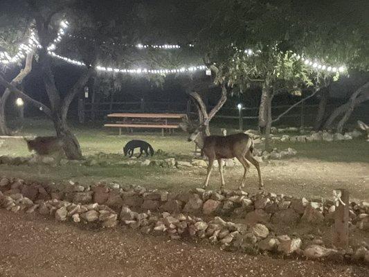 The local deer population comes in to enjoy time in town.