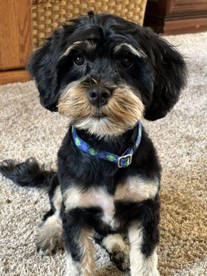 Tito's first haircut