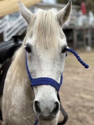 Amazing!!! Sunshine delivers every time for every skill level! Miles of beautiful trails and awesome horses--like Buddy!