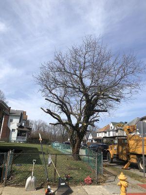 Affordable Tree Service