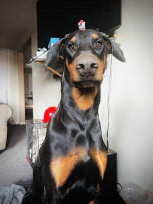 My Doberman Titan!