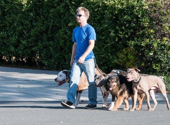 Walking my first pack. Apollo, me, Toothless, Cindy, and Cirq.