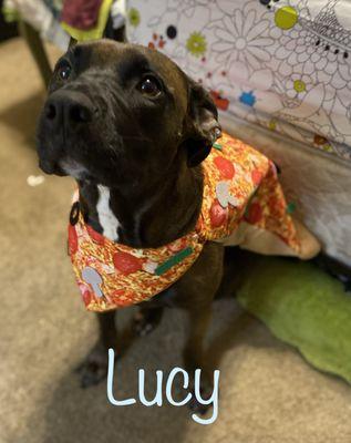 Lucy sporting her bandana.