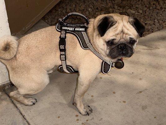 My support pug (Hans) - he was noted in my preliminary review.