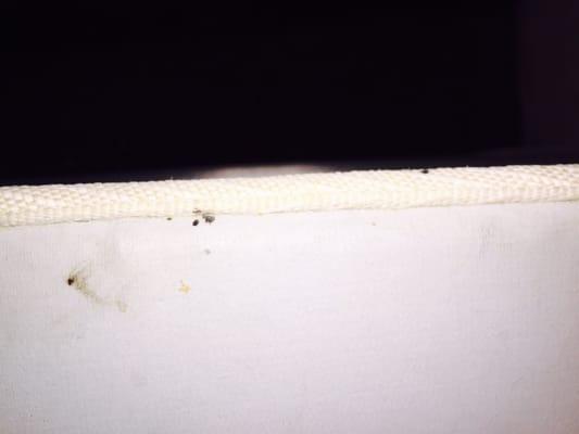 Bed bug activity