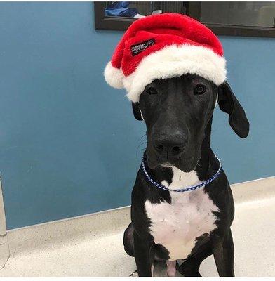 Santa great dane