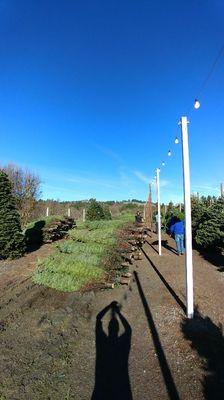 We just got a new fresh load of trees in here at Bobs!  Bob is one of the only tree lots to bring in fresh cut trees on December 11th.