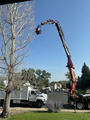 Very tall cottonwood!