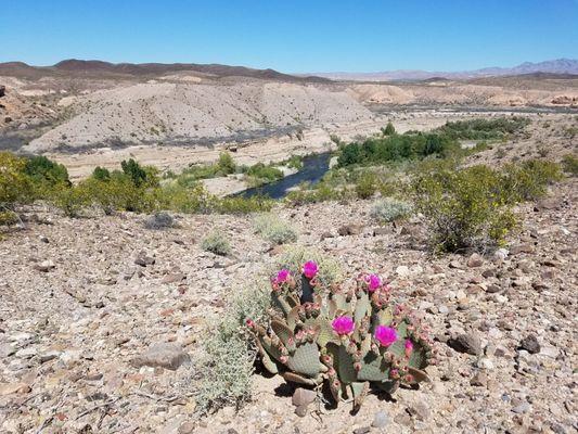 A blooming beaver tail cactus with the Las Vegas Wash below. 4/2/2017