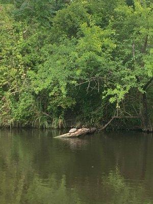 a turtle on a log in the pond