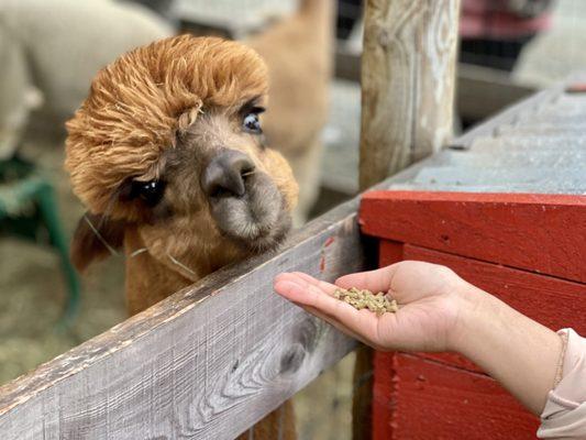 Like humans, this alpaca responds to food!