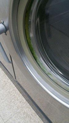 Another front load washer with fungus.