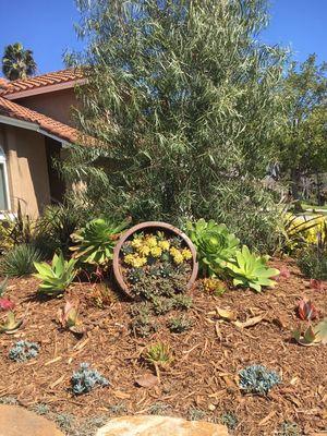 Transformation of a front grass front yard into a drought tolerant entry