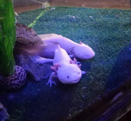 axolotls!