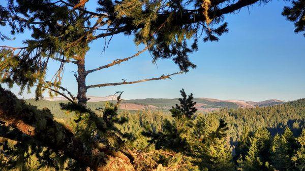 Mid-tree view of local mountains