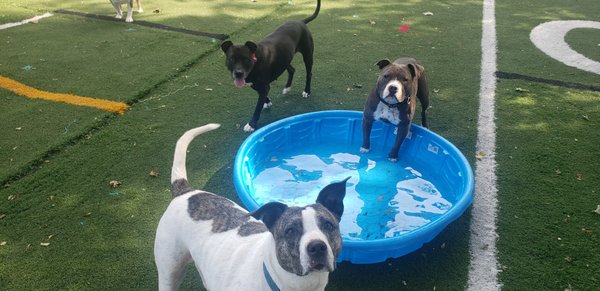 Karma, Gemma and Blue love pool time!