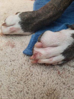 Blood under his nails from trying to get away. I would have left with him. They did not need to do this to my dog.