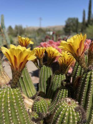 Cacti yellow bloooms