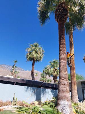 Palm Desert Tree Pros