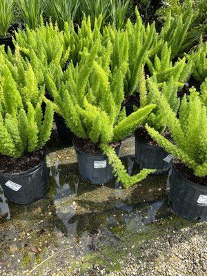 Fox tails ferns