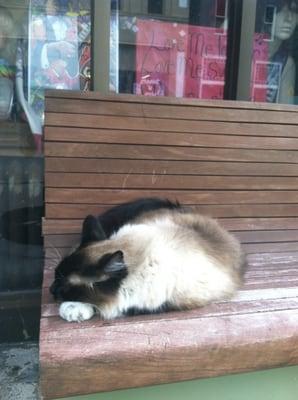 The very friendly shop kitty.