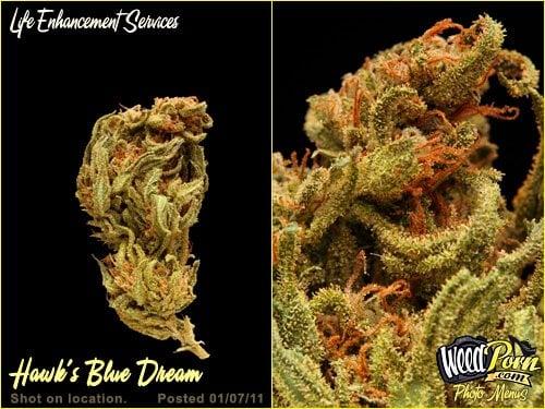 Hawk's Blue Dream