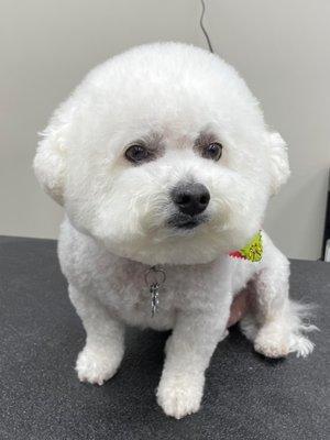 Simon the Bichon