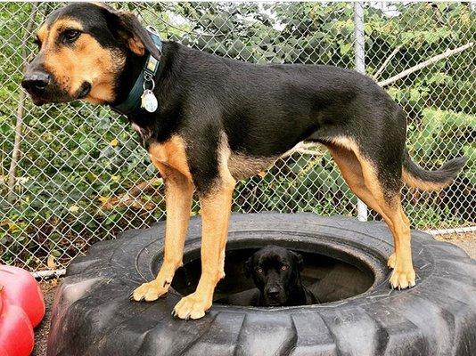 My dog loves hanging outside in the giant tire!